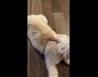 Dog refuse to let go of toy