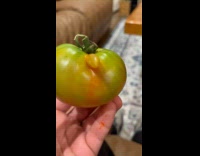 Submitter shows tomato has nose like Gru