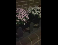 Flowers Make Some Weird Faint Squeaky Noise