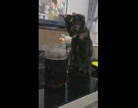 Cat dips paw in drink glass cup