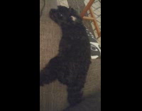 Dog Slowly Slides Down Board Off of Couch