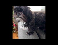 Black white dog before and after haircut