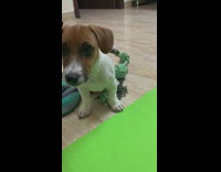 Woman tell puppy to play by itself