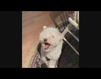 Compilation small white dog misses popcorn treat 