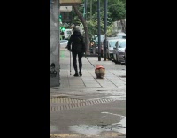 Collab dogIG_default - Person Walks Pet with Big Booty on Sidewalk