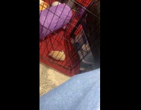 Woman watching pet hedgehog escape 