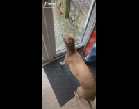 Collab BitchIG2 - Brown dog runs outside of house into rain and then runs back in