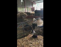 Rescue bird attempts to fly