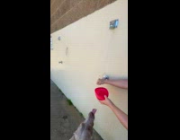 Pet dog drinks water from the shower