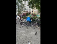 Collab WINY - Woman blue raincoat surrounded by pigeons park
