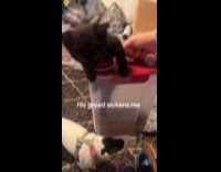 Kitten struggles to get out from food container