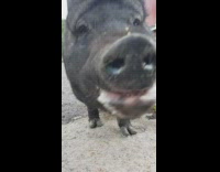 Large black pig eats red farm sand