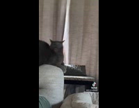 Collab Clips MPUGC - Cat surprised with butt slaps 