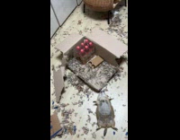 Collab BitchMP - Prairie dog chewed on box 