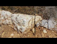 Colony of ants climb and falls down the white rock