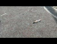 Person poke insect with stick hole camouflage