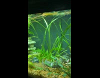 Collab BitchIG2 - Little shrimp inside of fish tank cleaning algae off wall glass