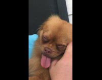 brown dog with tongue out on boy with blue shirt