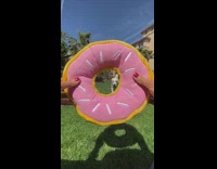 dog walks nose into donut toy