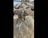 Collab DailyDoseOfInternet - Chipmunk squirrel on grey rock runs off 