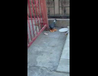 Pigeon Pecks on Leftover Pizza on Ground