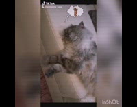 Grey cat sleeps white couch brown rug 