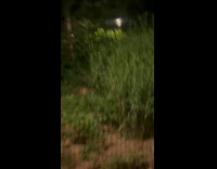 Collab WINY - Group of raccoons at Central park night