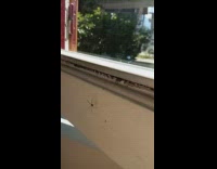 Small spider dance bounce listen music window