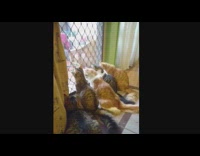 Cats on screen door looks in sync