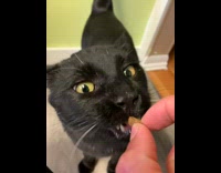Cat tries to take treat guy is holding 