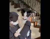 Collab Kale Salad IG - Cat does like to be picked up 