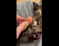 Collab BitchMP - Cat has same color of paws 