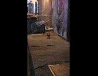 Two rats fight on sidewalk beside bin