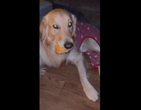 Dog gets angry when biscuit is taken