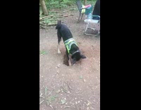 Dog digging at camping site