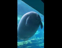 Collab Clips MPUGC - Manatee runs into glass wall