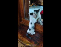Cat tries to hit self on mirror