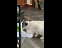 Cat reaches automatic feeder and eats food