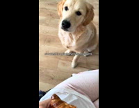 Submitter films dog doing quaso croissant trend