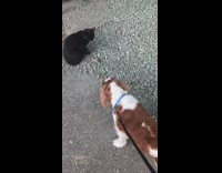 Small brown white dog black cat outside 