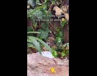 Lost baby coyote sleeps in backyard