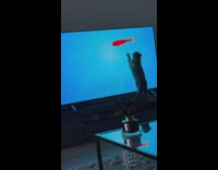 Cat trying to catch digital fish on the tv
