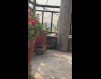 Cat grooms itself beside the flower pots