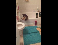 brown dog climbing bathtub  and gettin ball