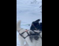Sled Dogs Bark While One Rests on Snow
