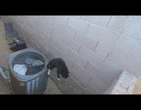 Cat fail jump from exhaust fan wall
