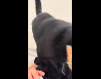 Cat steps and walks over hoomans breasts