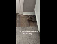 Terrified woman crying because of an opossum 