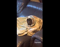 Dog covered in blanket at the couch