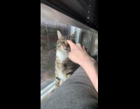 Cat slaps arm 